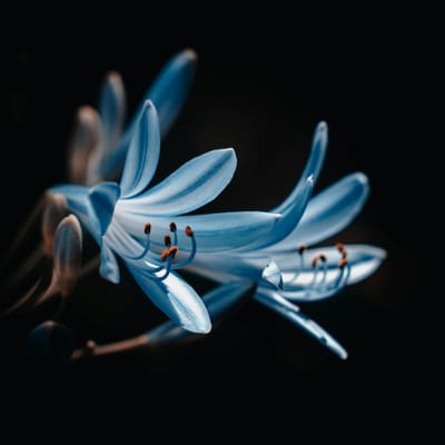 Eneko Coronel avatar